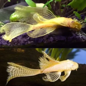 Fish - Catfish & Bristlenose 2 Albino Longfin Bristlenose 3.5-4cm