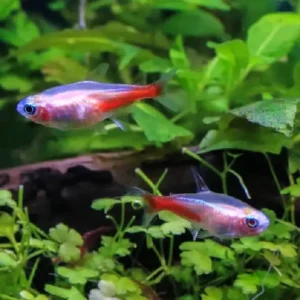 Albino Neon Tetra (Paracheirodon innesi) 2.5cm