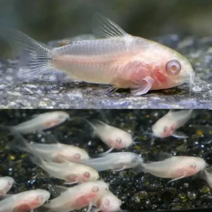 Albino Pygmaeus Corydoras