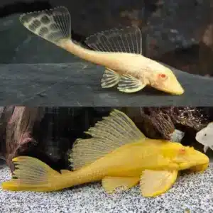 Albino Sailfin Pleco 5-6cm