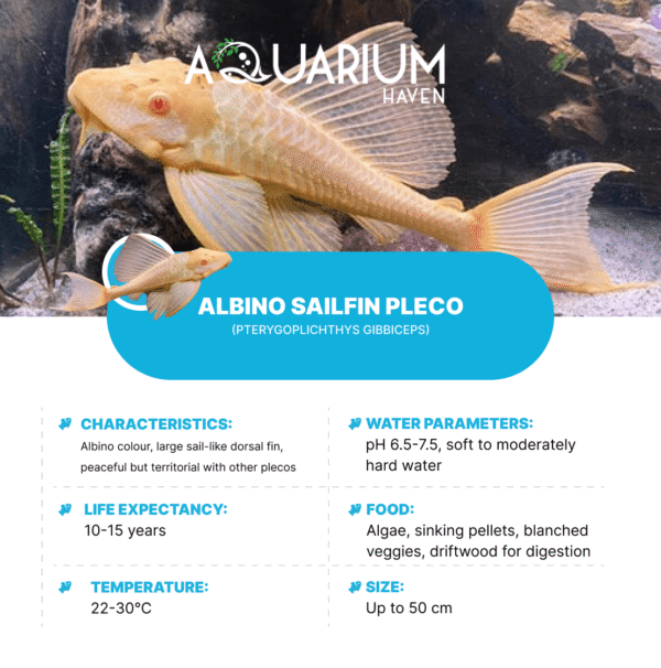 Albino Sailfin Pleco 5-6cm - Image 2
