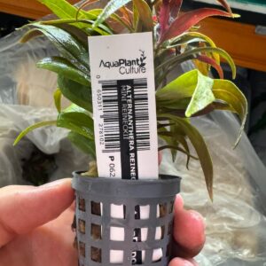 Alternanthera Reineckii Mini