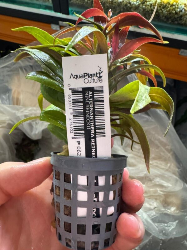 Alternanthera Reineckii Mini
