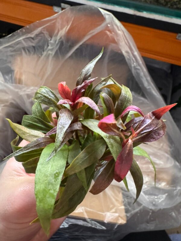 Alternanthera Reineckii ‘Mini’