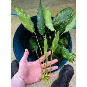 Anubias Assorted Large (1)