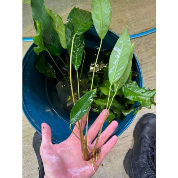 Anubias Assorted – Large