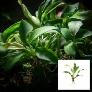 Home 7 Anubias Glabra - Bare Root