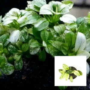 Anubias nana 'Pinto'