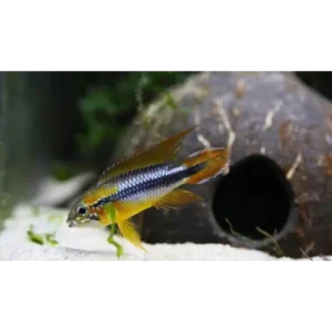 Apistogramma Agassizi White Seam 3/4cm