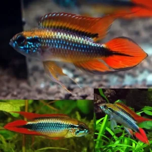 Apistogramma Agassizi Double Red 3-3.5cm