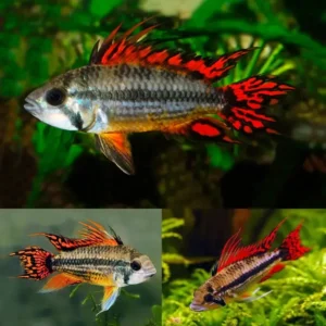 Apistogramma Cacatuoides Super Red 3/4cm