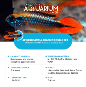 Apistogramma Agassizi Double Red 3-3.5cm