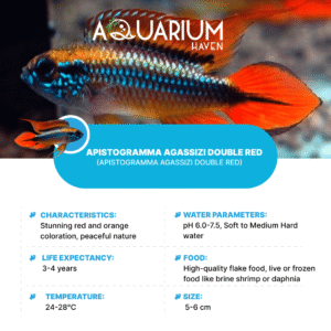 Apistogramma Agassizi Double Red 3-3.5cm