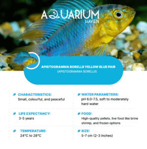 Apistogramma Borellii Yellow Blue Pair