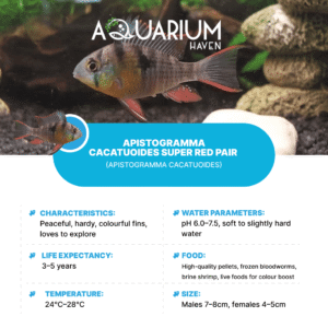 Apistogramma Cacatuoides Super Red Pair 3/4cm