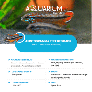 Apistogramma Tefe Red Back