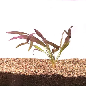 Aponogeton Crispus Red