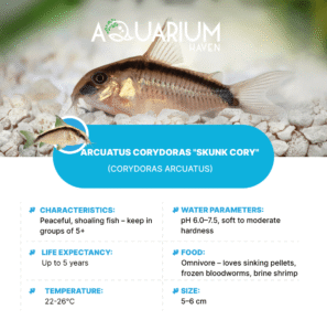Arcuatus Corydoras "Skunk Cory" 3-4cm