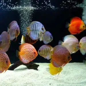 Assorted Malysian Discus 12cm