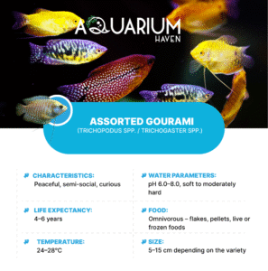 Assorted Gourami 5cm