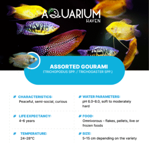 Assorted Gourami 5cm