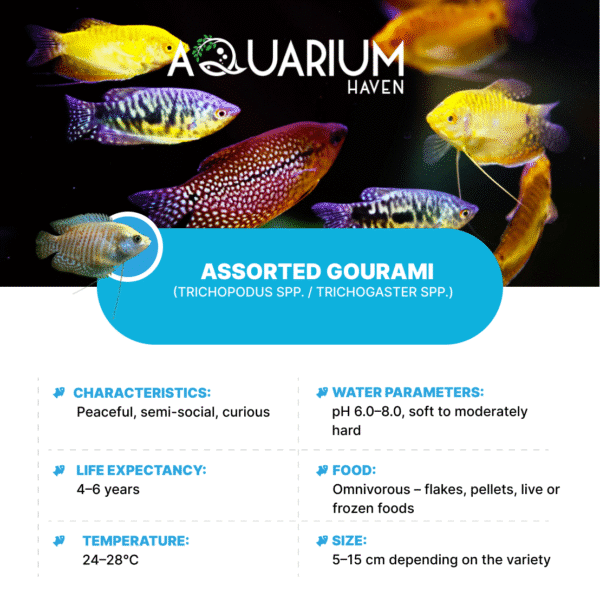 Assorted Gourami 5cm