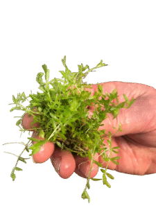 Hemianthus Micranthemoides - Baby Tears Narrow Bare Roots