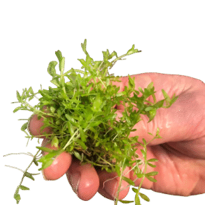 Hemianthus Micranthemoides - Baby Tears Narrow Bare Roots