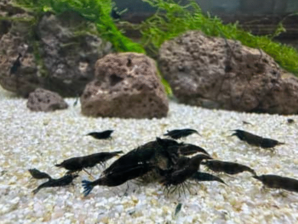 Black Rose Cherry Shrimp