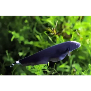 Black Ghost Knife 15/18cm