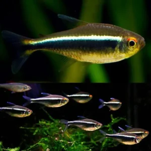 Black Neon Tetra 3-3.5cm