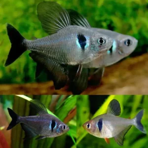 Black Phantom Tetra 3/3.5