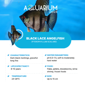 Black Lace Angelfish 9/10cm
