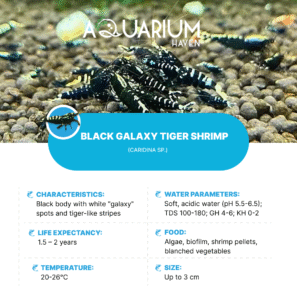Black Galaxy Tiger