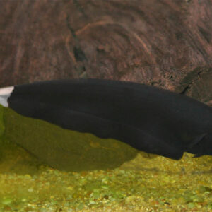 Black Ghost Knife 15/18cm