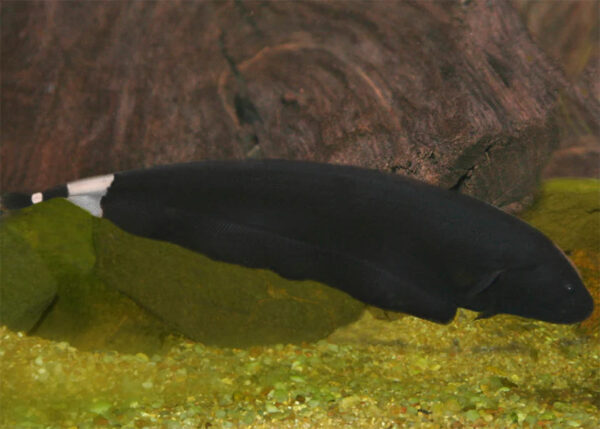 Black Ghost Knife 15/18cm