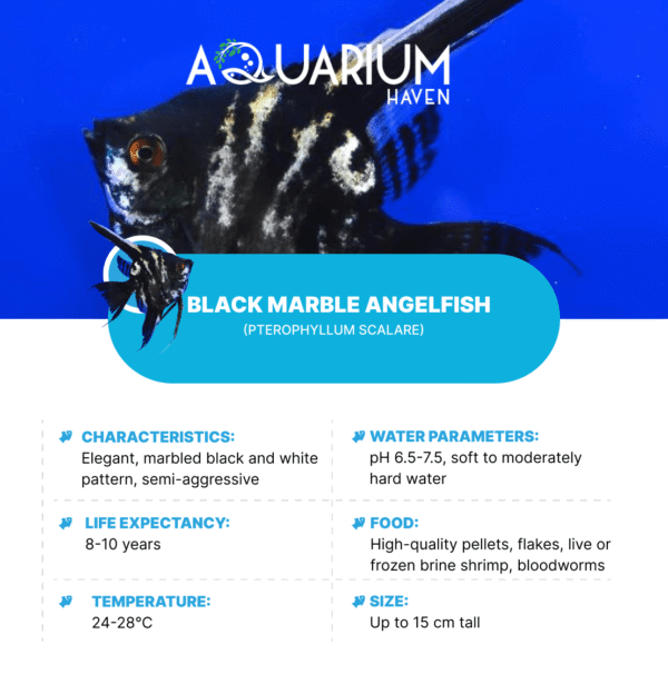 Black Marble Angelfish 3.5-4cm - Image 2