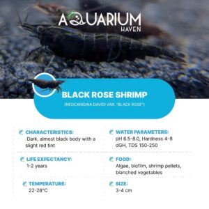 Find rare aquarium shrimp at Aquarium Haven