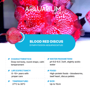 Blood Red Discus 8/9cm
