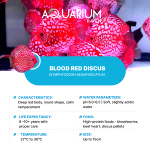 Blood Red Discus 8/9cm