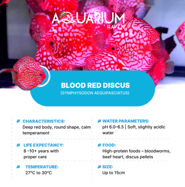 Blood Red Discus 8/9cm