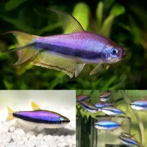 Fish - Tetras 5 Blue Emperor Tetra 3.5-4cm