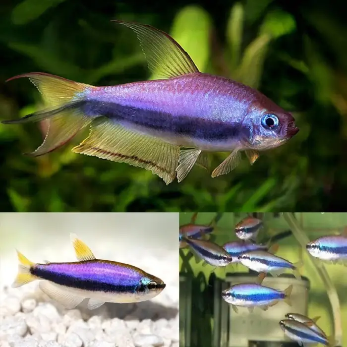 Blue Emperor Tetra 3.5-4cm 1 Blue Emperor Tetra 3.5-4cm