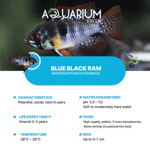 Blue Black Ram 3.5cm