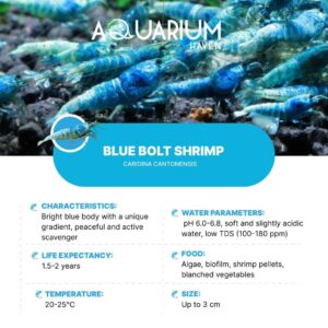 Best-quality shrimp shelters at Aquarium Haven