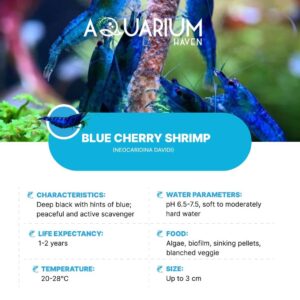 Aquarium Haven offers premium shrimp for your tank.