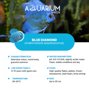 Blue Diamond 7/8cm