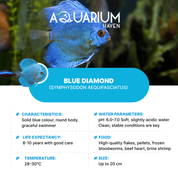 Blue Diamond 7/8cm
