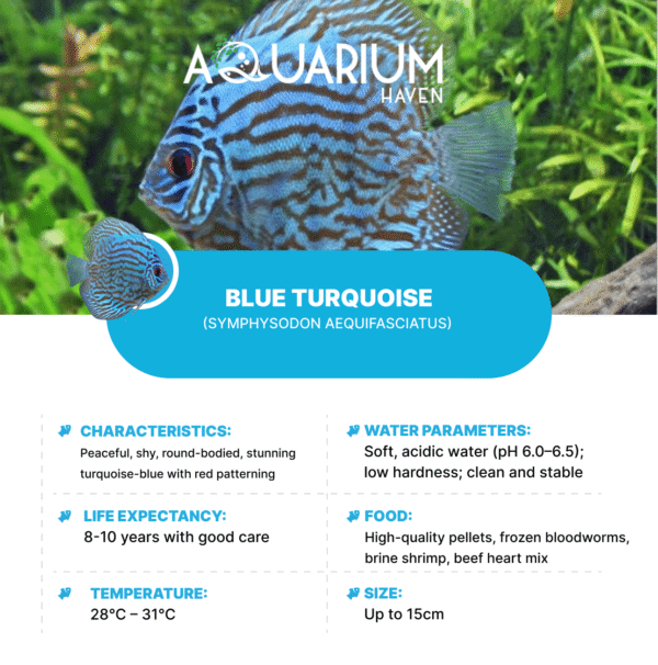 Blue Turquoise 8/9cm - Image 2