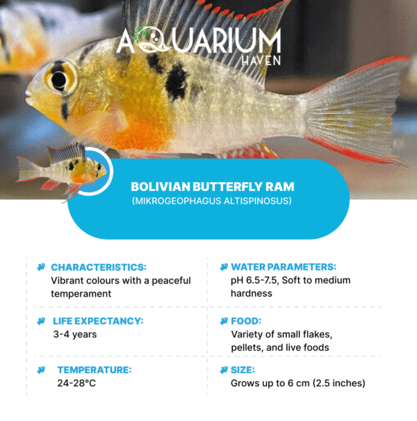 Bolivian Butterfly Ram 6cm - Image 2